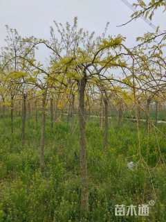 8公分金枝龙爪槐