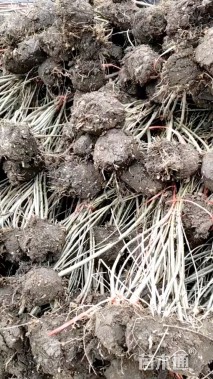 高度50厘米黄老虎