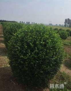 高度80厘米水蜡球