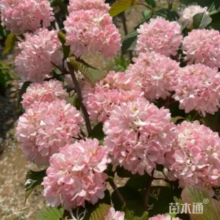 高度250厘米木绣球