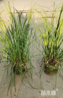高度100厘米蒲苇