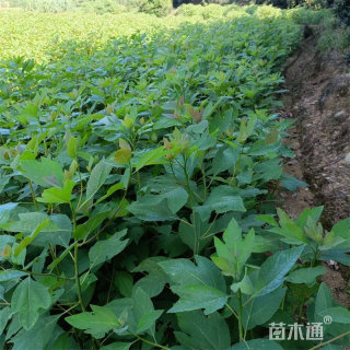 高度25厘米檫木小苗
