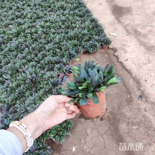 高度25厘米筋骨草
