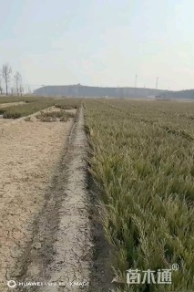 高度40厘米沙地柏