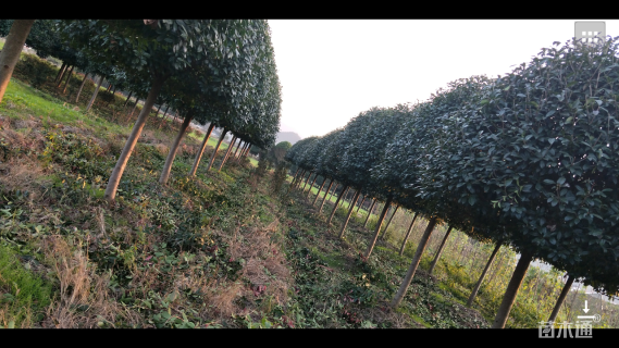 10公分红叶石楠