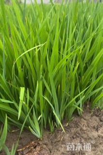 高度20厘米水菖蒲