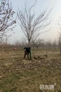 13公分巨紫荆