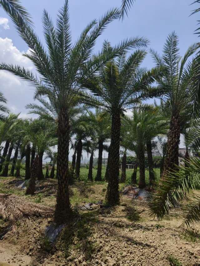 裸干高500厘米银海枣