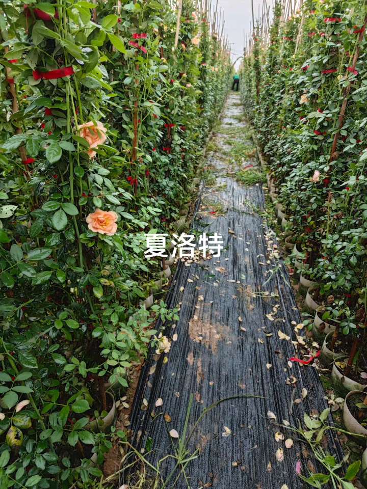 高度120厘米蔷薇