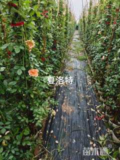 高度120厘米蔷薇