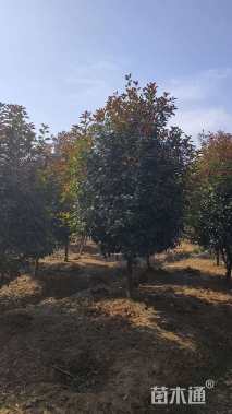 18公分高杆红叶石楠