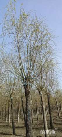 18公分垂柳
