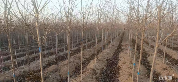 6公分高杆染井吉野樱