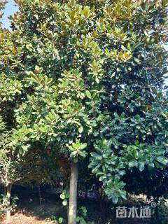 20公分荷花玉兰