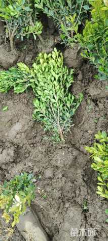 高度40厘米瓜子黄杨