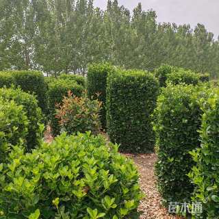 高度120厘米大叶黄杨柱