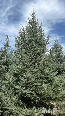 高度500厘米欧洲云杉
