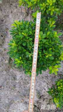 高度20厘米矮婆鹃