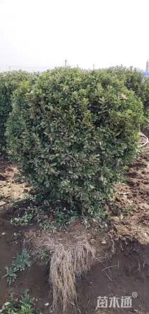 冠幅200厘米大叶黄杨球