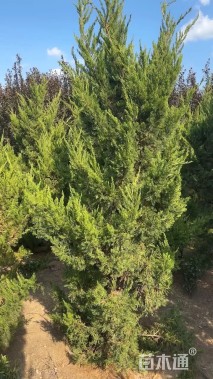 高度200厘米龙柏