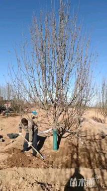 12公分八棱海棠