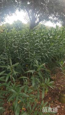高度120厘米夹竹桃