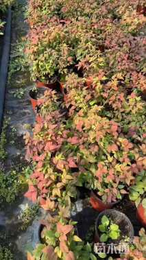 高度20厘米火焰南天竹