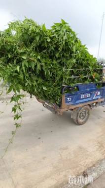 150厘米炮仗花