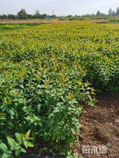 高度50厘米金丝桃