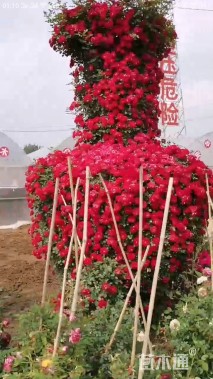 高度350厘米月季