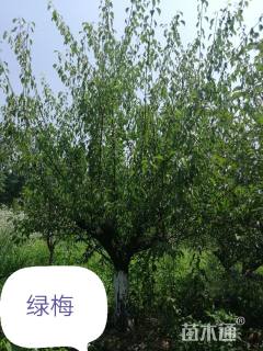 18公分梅花