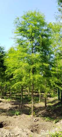 8公分墨西哥落羽杉