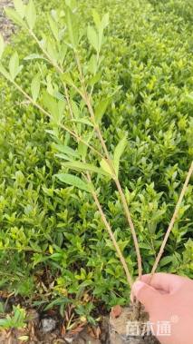 高度30厘米小叶栀子