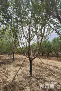 12公分日本晚樱