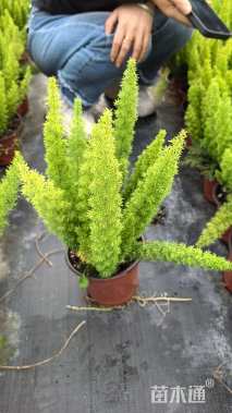 高度35厘米狐尾天门冬