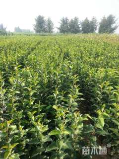 高度100厘米红苹果苗