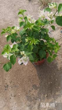 高度160厘米三角梅