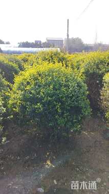 高度120厘米变色女贞