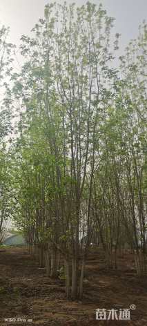 高度900厘米丛生白蜡