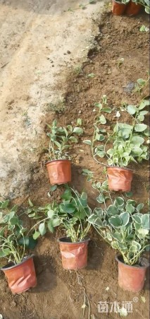 高度40厘米花叶蔓长春