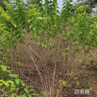 高度200厘米丛生金银木