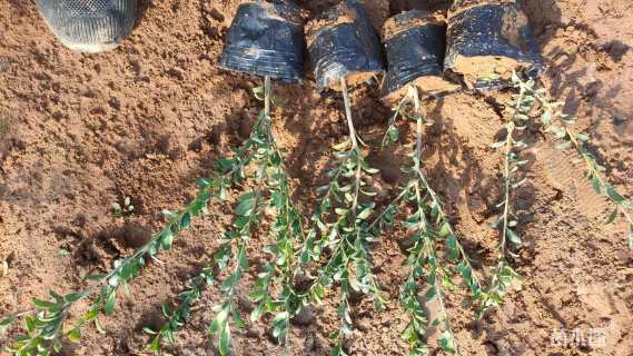 高度40厘米龟甲冬青