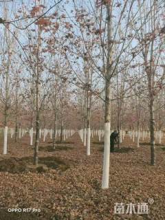 16公分美国红枫