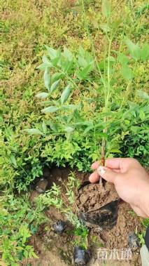 高度55厘米南天竹