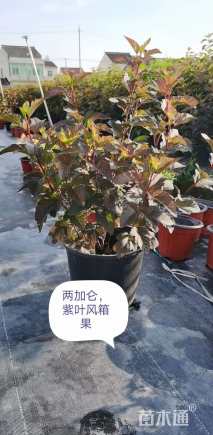 高度40厘米紫叶风箱果