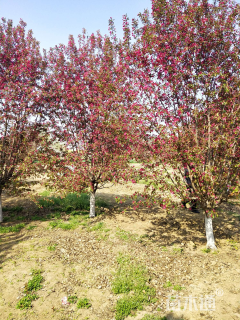 10公分绚丽海棠