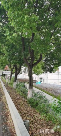 30公分香樟