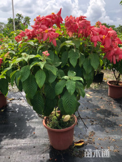 高度50厘米粉叶金花