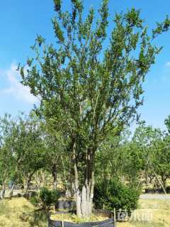 14公分丛生榔榆