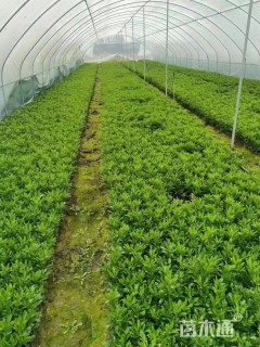 高度20厘米黄金菊